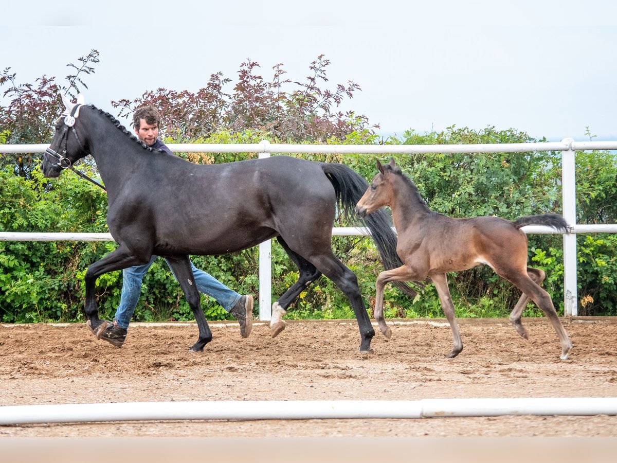 Hanoverian Mare 7 years 16 hh Black in Hetschburg