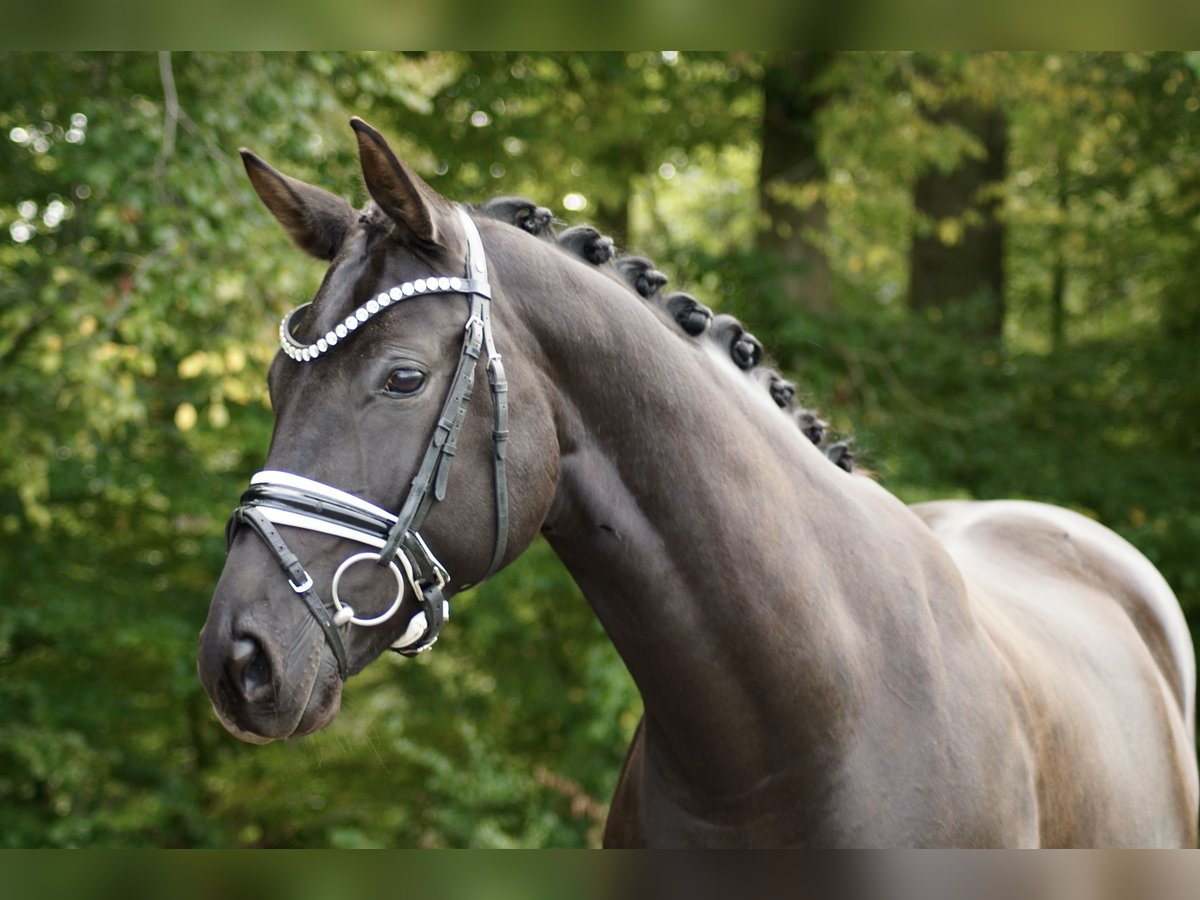 Hanoverian Mare 7 years 16 hh Black in Gleichen