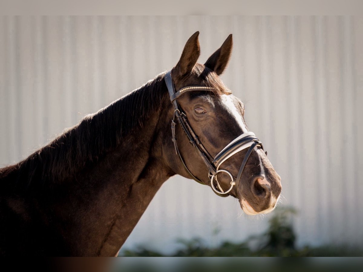 Hanoverian Mare 7 years 16 hh Black in Valdetorres De Jarama