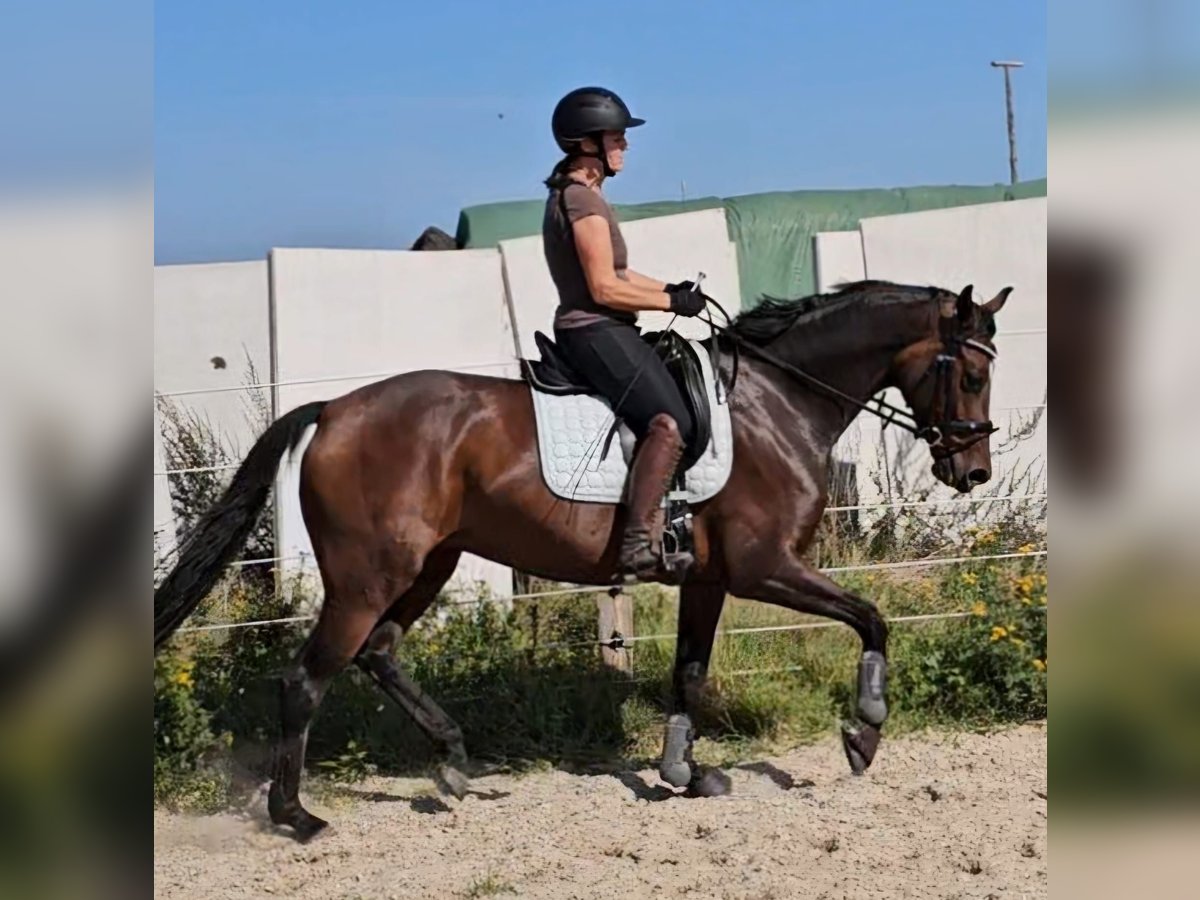 Hanoverian Mare 7 years 16 hh Brown in Neustadt am Rübenberge