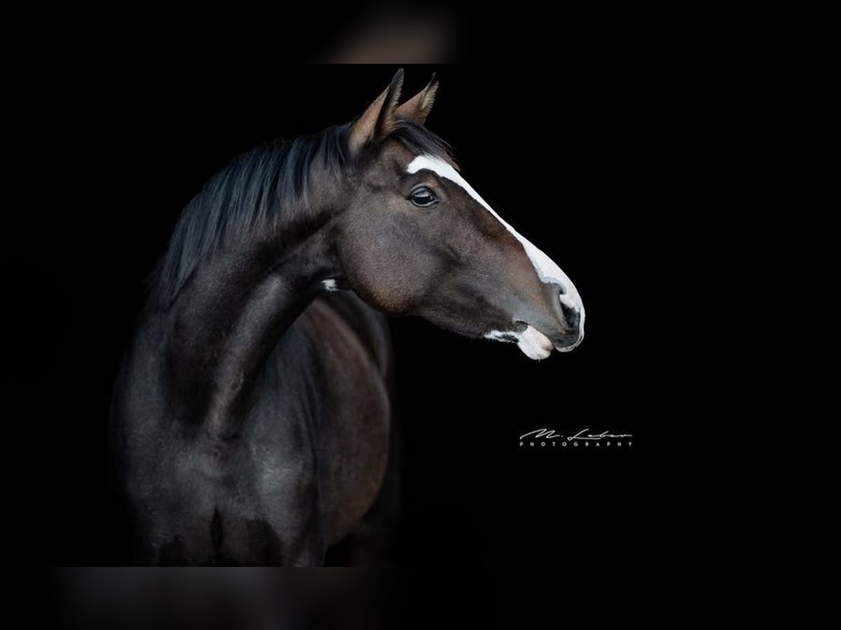 Hanoverian Mare 7 years 16 hh Brown in Leutesdorf
