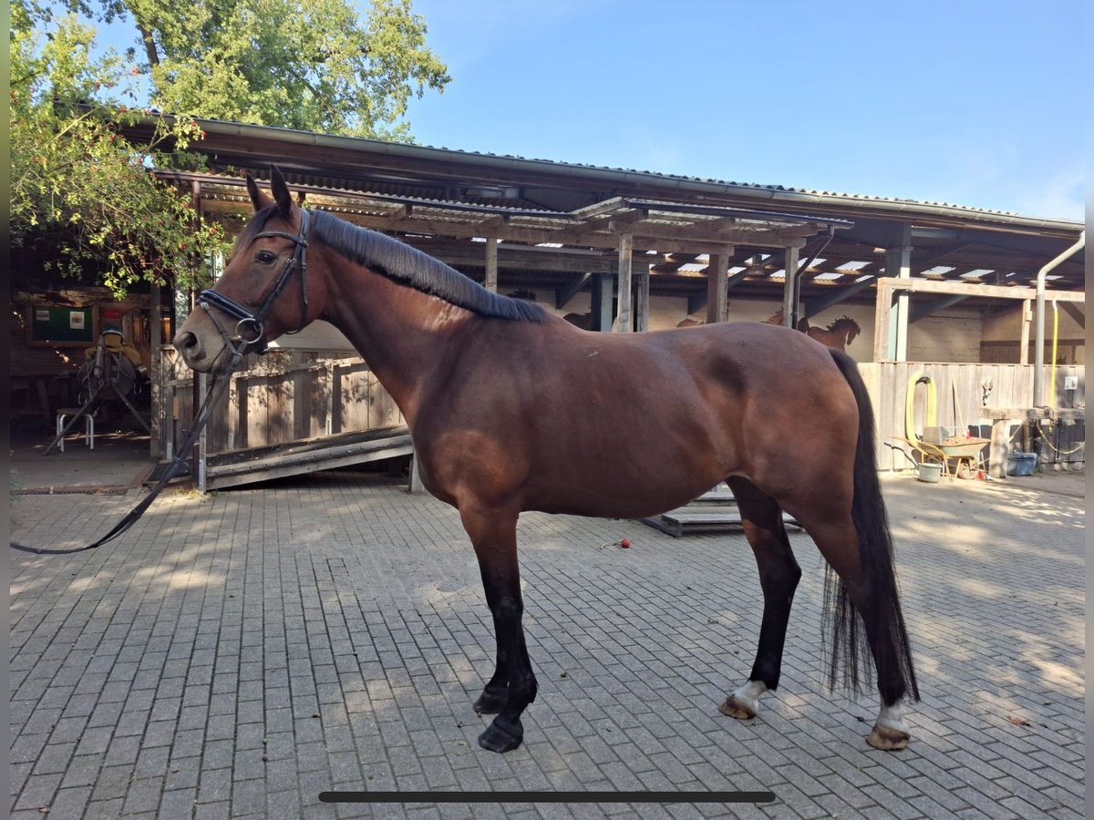 Hanoverian Mare 7 years 16 hh Brown in Burgdorf