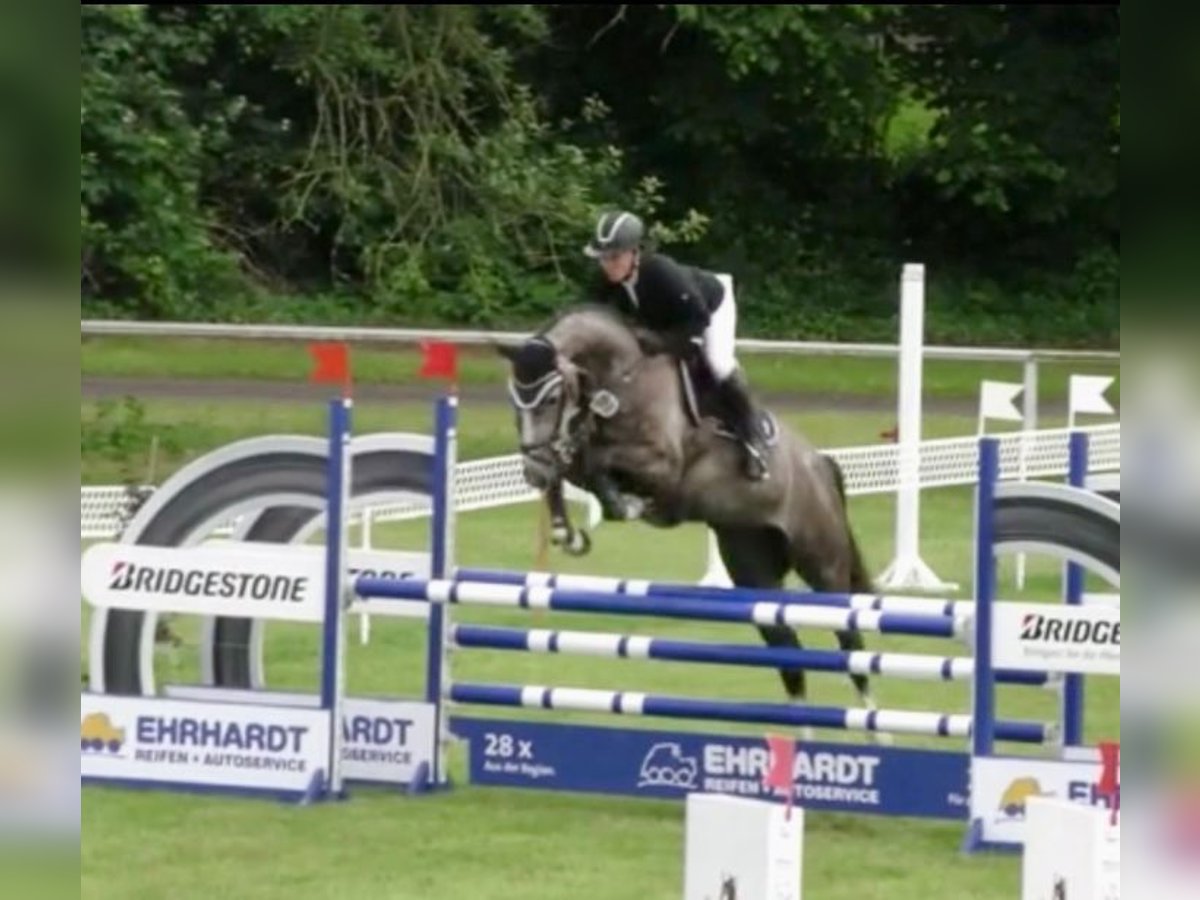 Hanoverian Mare 7 years 16 hh Gray in Helsinki