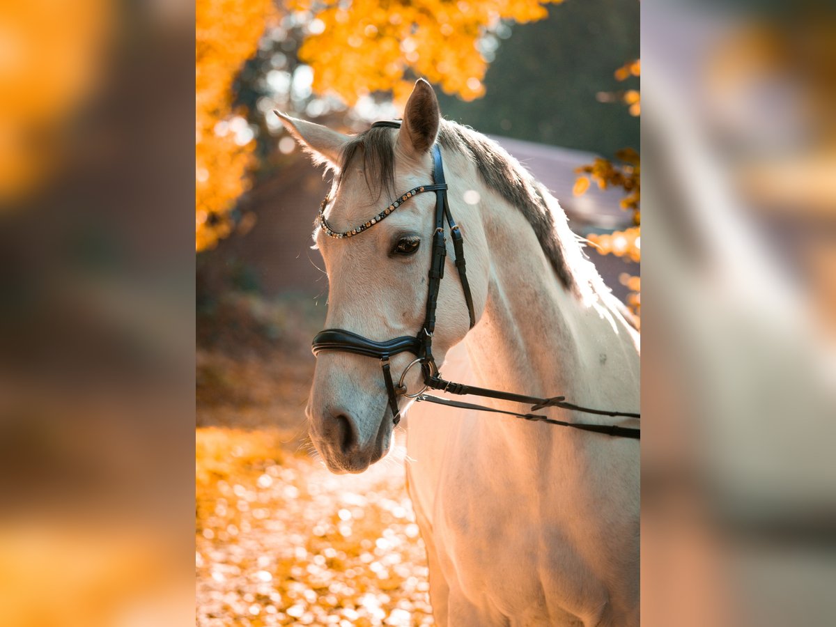 Hanoverian Mare 7 years 16 hh Grey-Dapple in Hechthausen