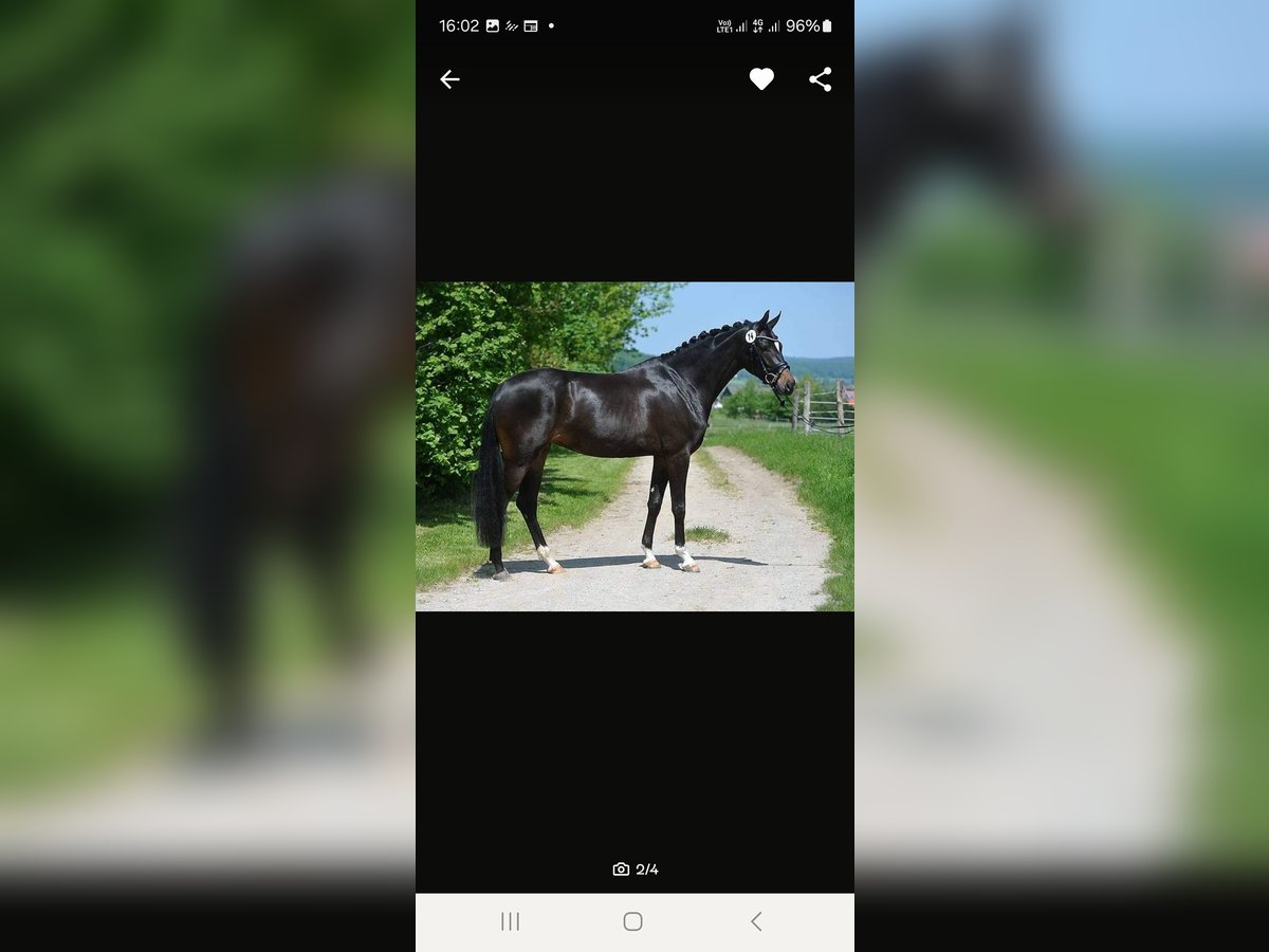 Hanoverian Mare 7 years 16 hh Smoky-Black in Diepenau