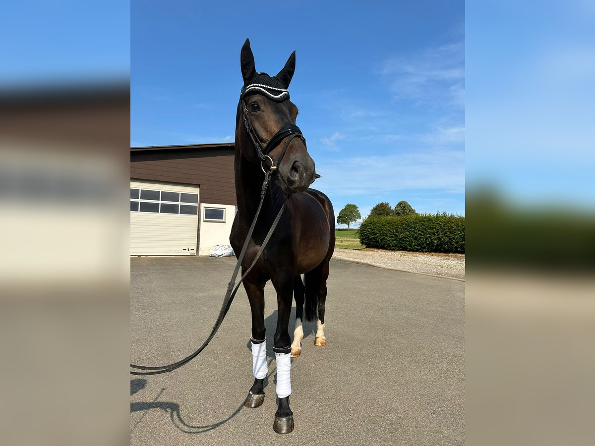 Hanoverian Mare 7 years 16,1 hh Bay-Dark in Villingen-Schwenningen