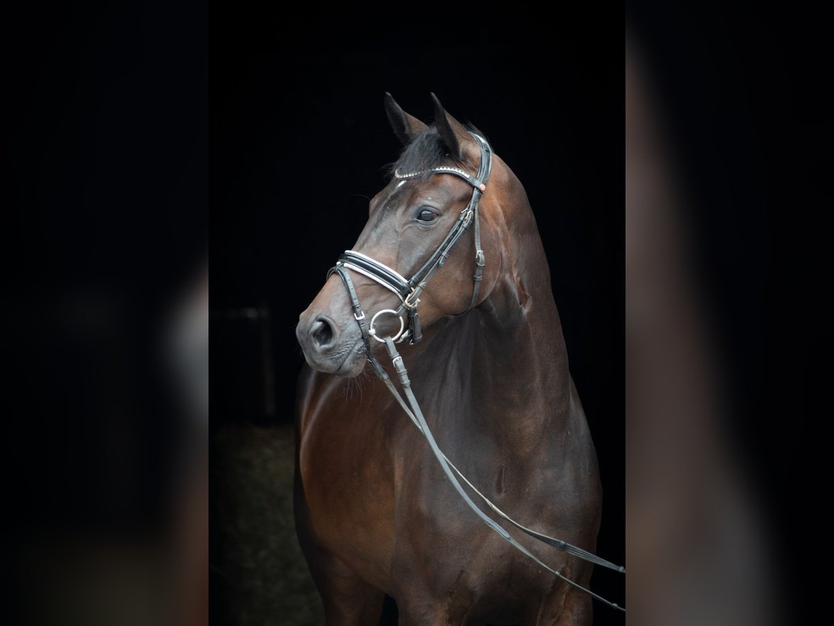 Hanoverian Mare 7 years 16,1 hh Bay-Dark in Herbstein