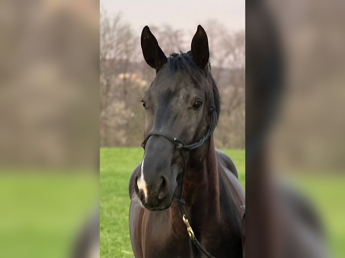 Hanoverian Mare 7 years 16,1 hh Black in Texing