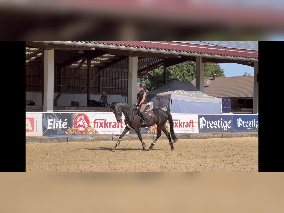 Hanoverian Mare 7 years 16,1 hh Black in Unterrothenbuch
