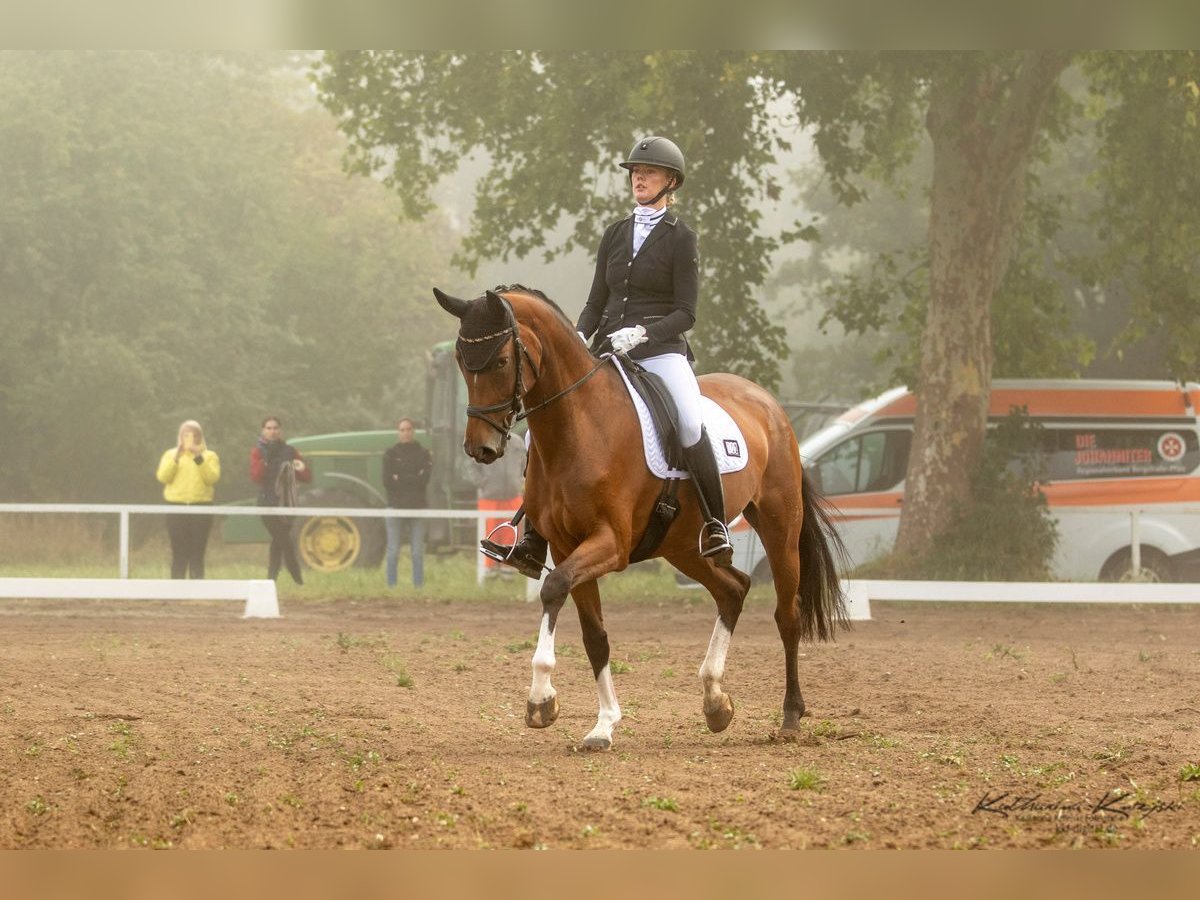 Hanoverian Mare 7 years 16,1 hh Brown in Frankfurt am Main