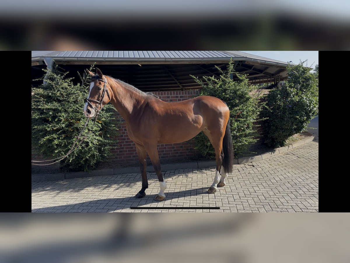 Hanoverian Mare 7 years 16,1 hh Brown in Nettetal