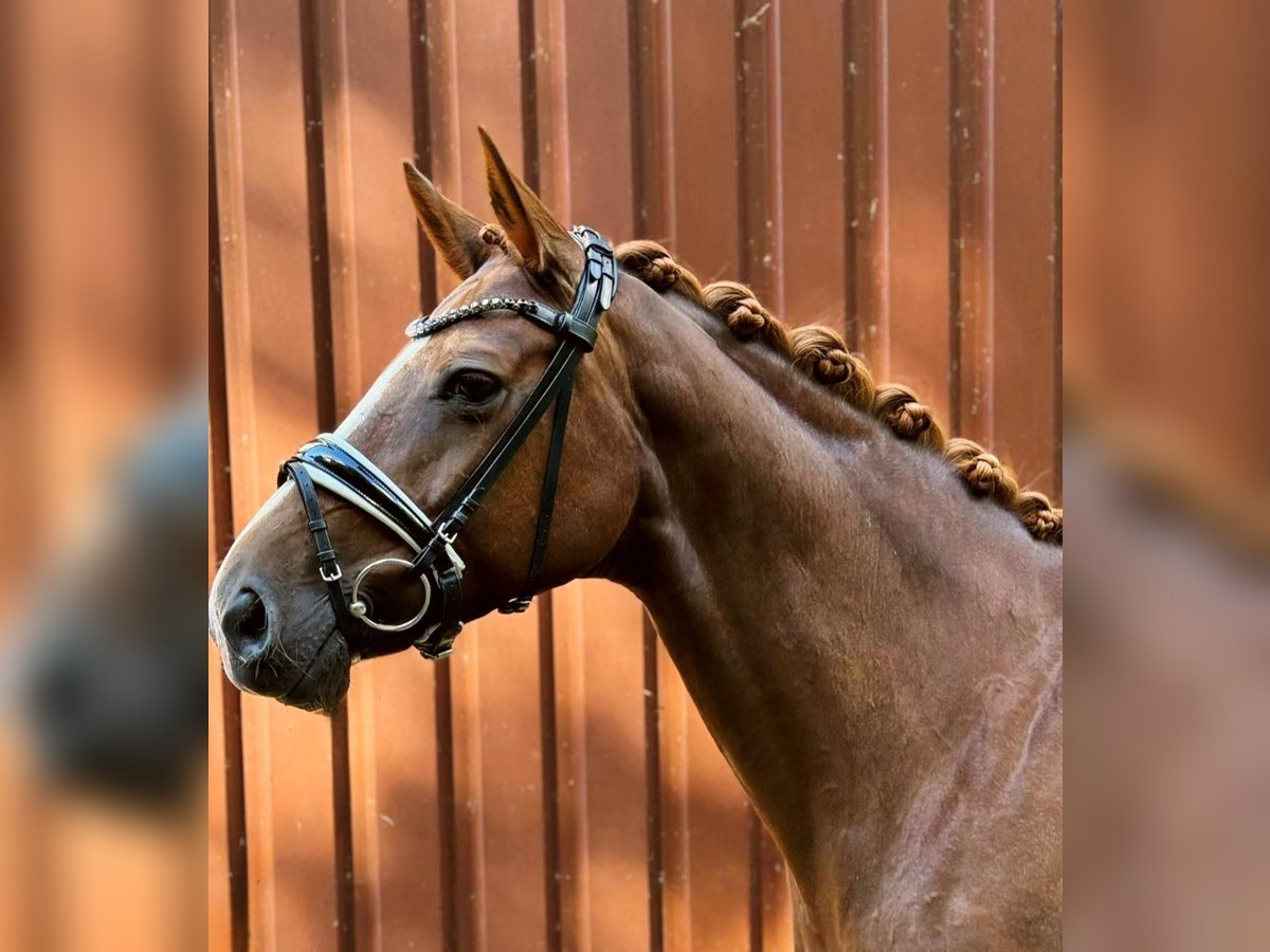 Hanoverian Mare 7 years 16,1 hh Chestnut in Langen
