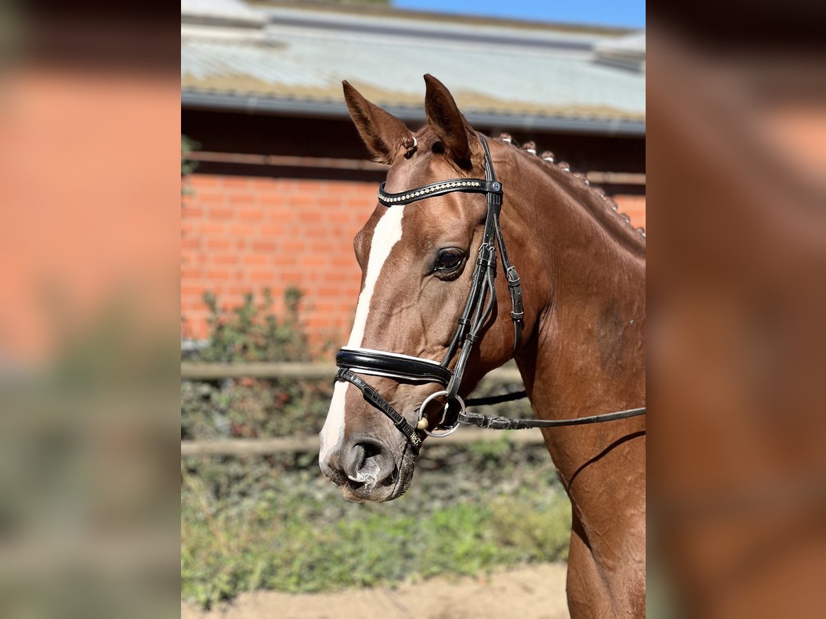 Hanoverian Mare 7 years 16,1 hh Chestnut-Red in Visselhövede Hanoverian Mare 7 years 16,1 hh Chestnut-Red in Visselhövede