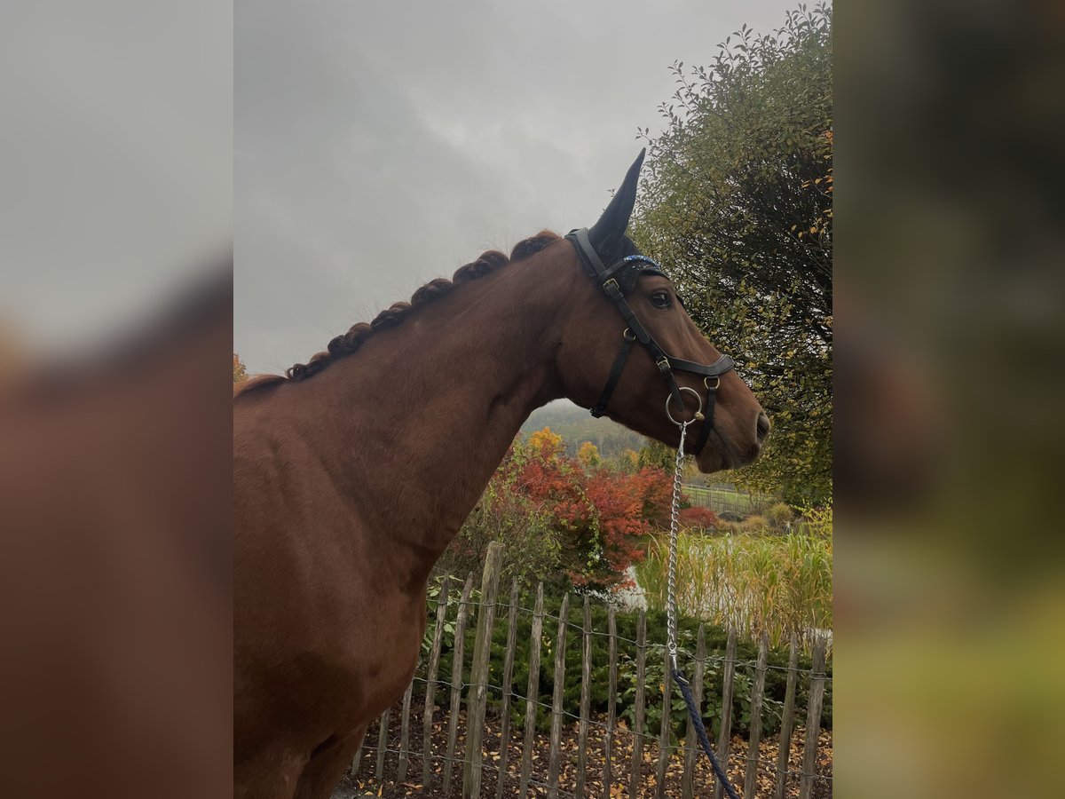 Hanoverian Mare 7 years 16,1 hh Chestnut-Red in Haiger