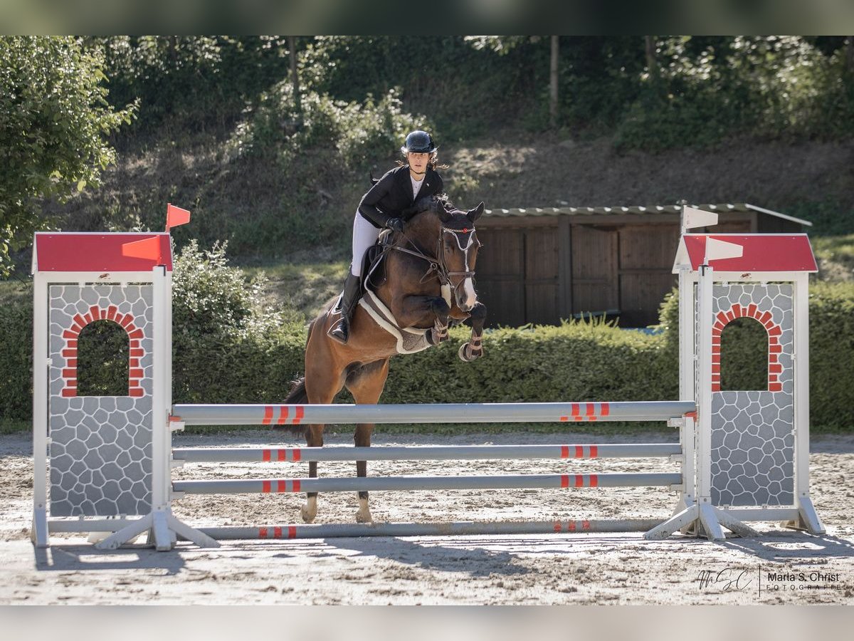 Hanoverian Mare 7 years 16,1 hh Smoky-Black in Fränkisch-Crumbach