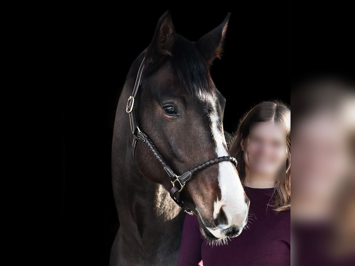 Hanoverian Mare 7 years 16,2 hh Bay-Dark in Weil am Rhein