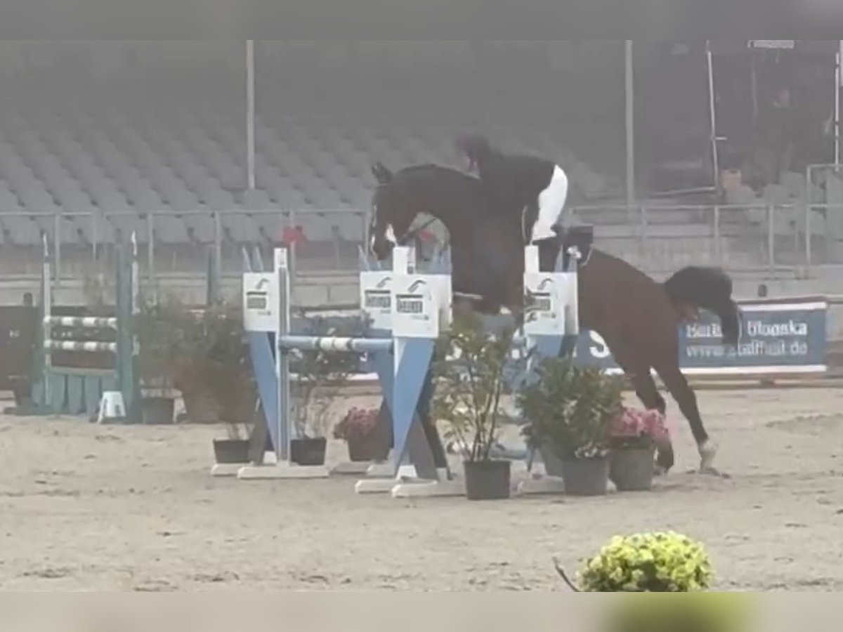 Hanoverian Mare 7 years 16,2 hh Bay-Dark in Siedenburg