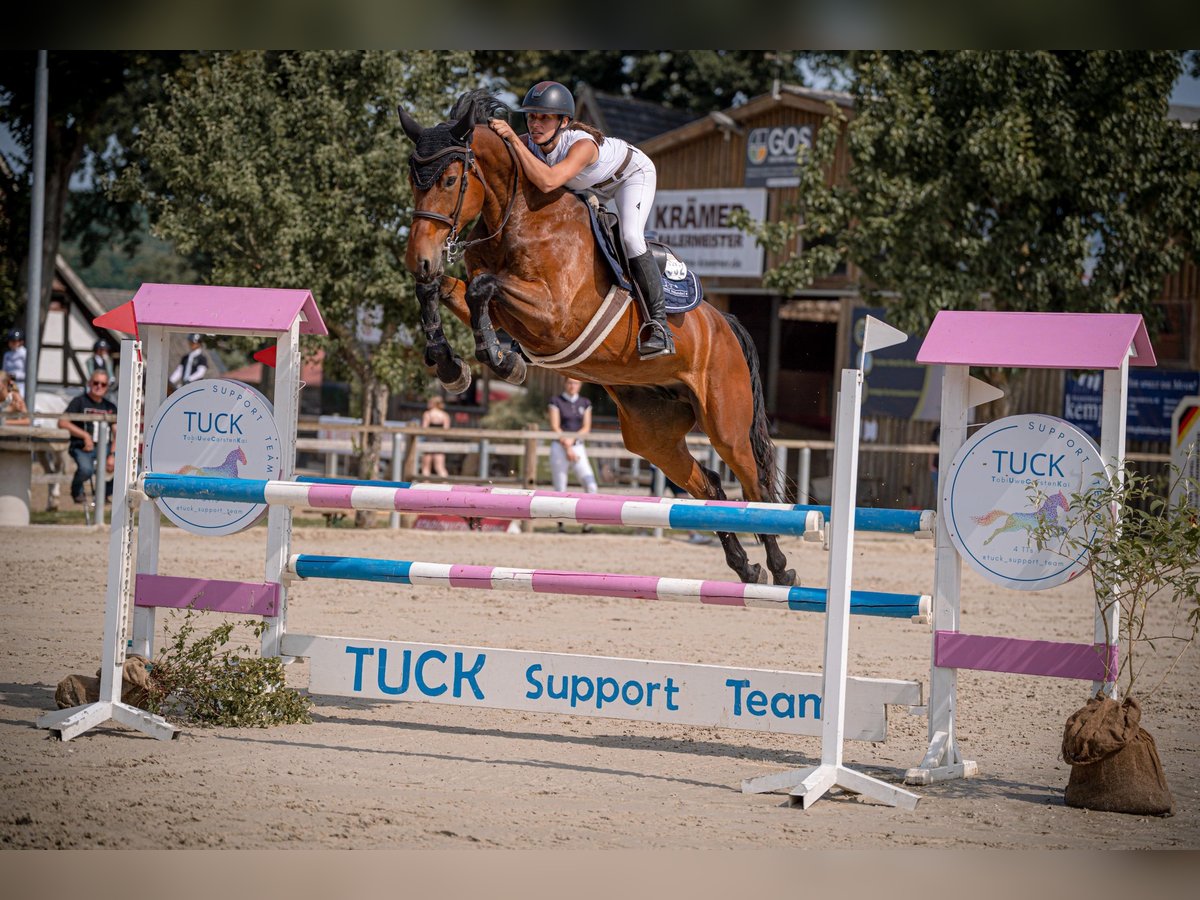 Hanoverian Mare 7 years 16,2 hh Brown in Ostercappeln