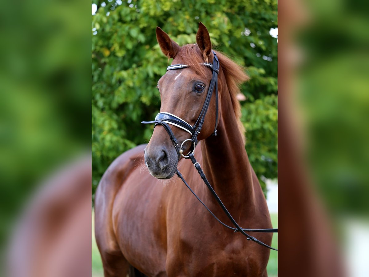 Hanoverian Mare 7 years 16,2 hh Chestnut-Red in Schw&#xE4;bisch Hall