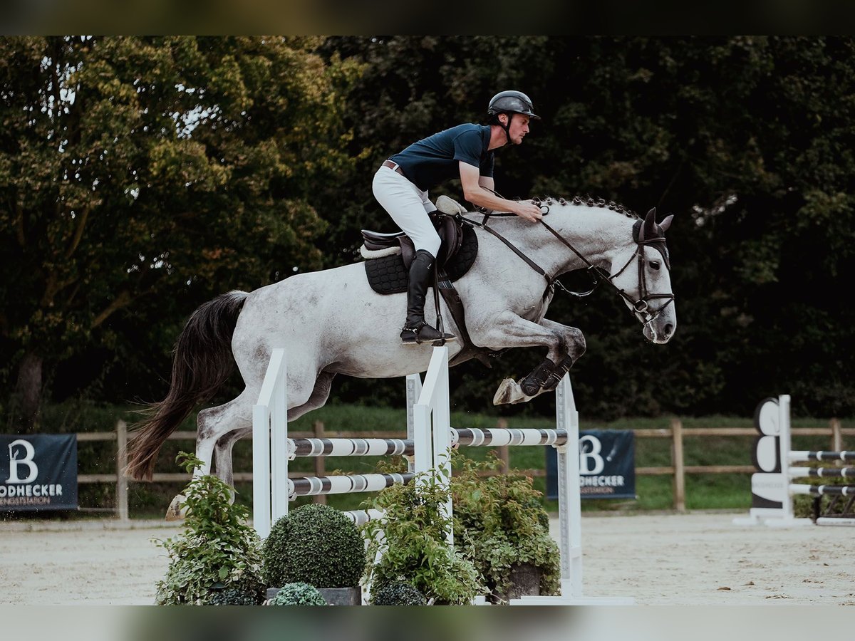 Hanoverian Mare 7 years 16,2 hh Grey in Riedstadt