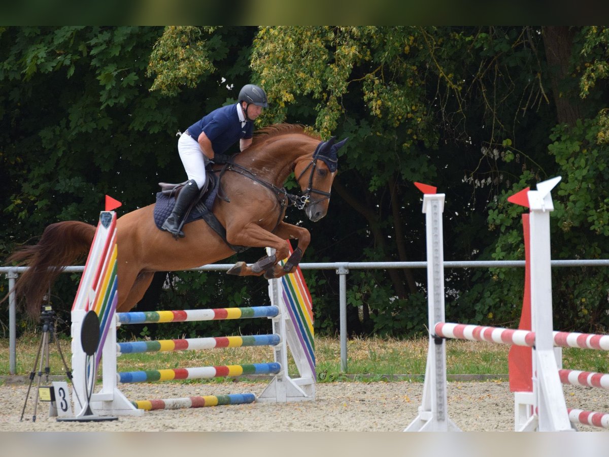 Hanoverian Mare 7 years 17,1 hh Chestnut-Red in Neukirchen