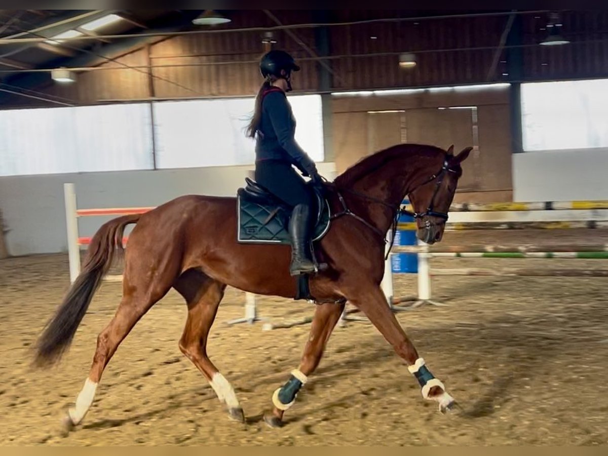 Hanoverian Mare 7 years 17,3 hh Chestnut-Red in Pelmberg