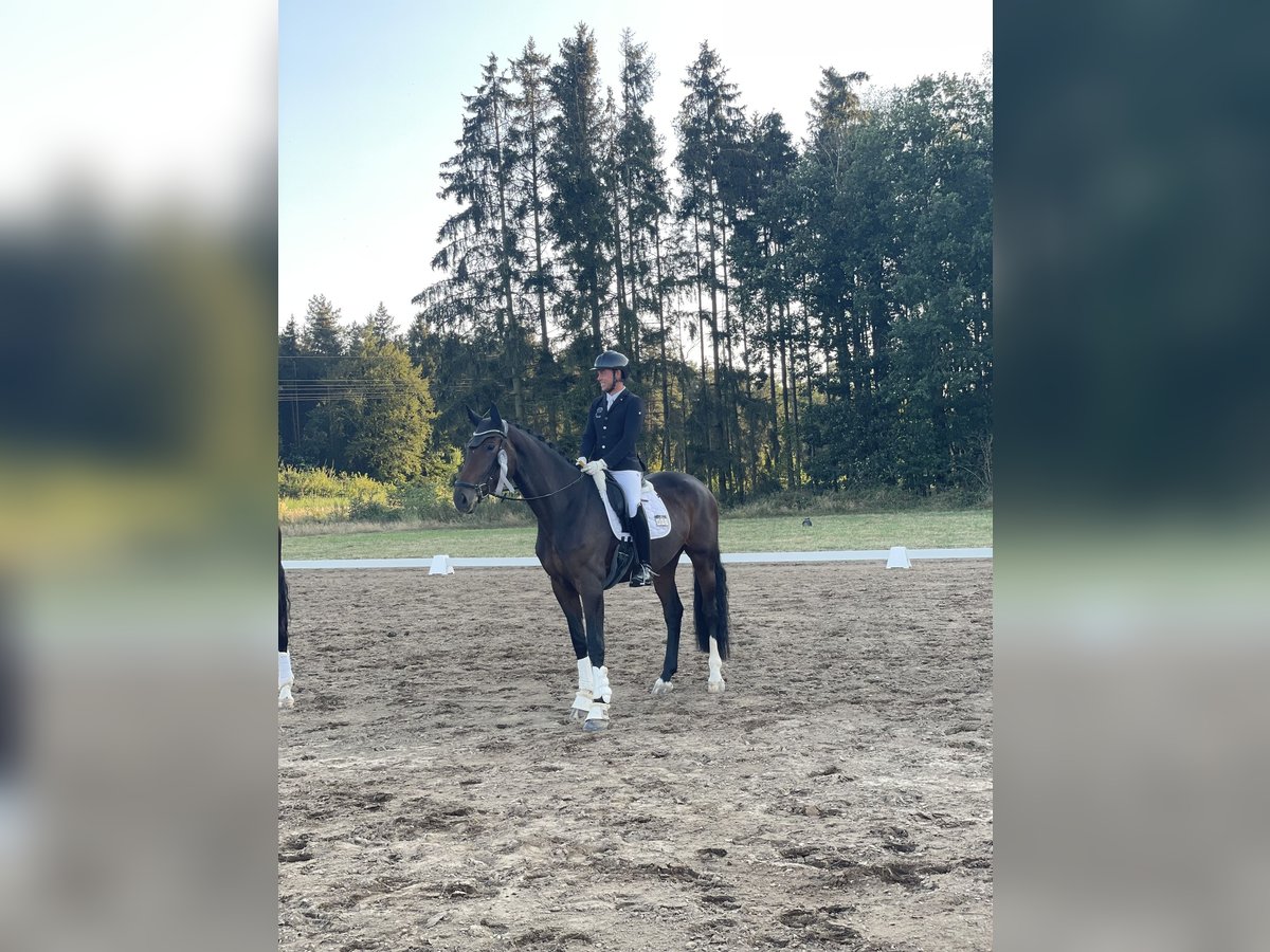 Hanoverian Mare 7 years 17 hh Bay-Dark in Schierensee