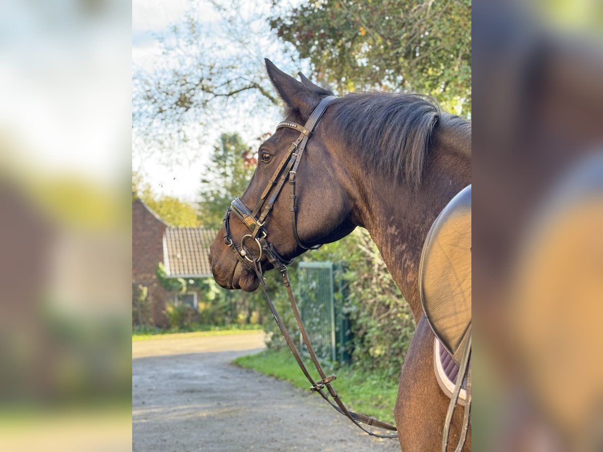 Hanoverian Mare 7 years 17 hh Bay-Dark in Rommerskirchen