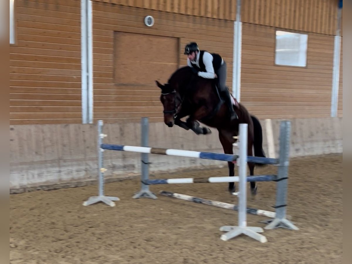 Hanoverian Mare 7 years 17 hh Brown in Schöllnach