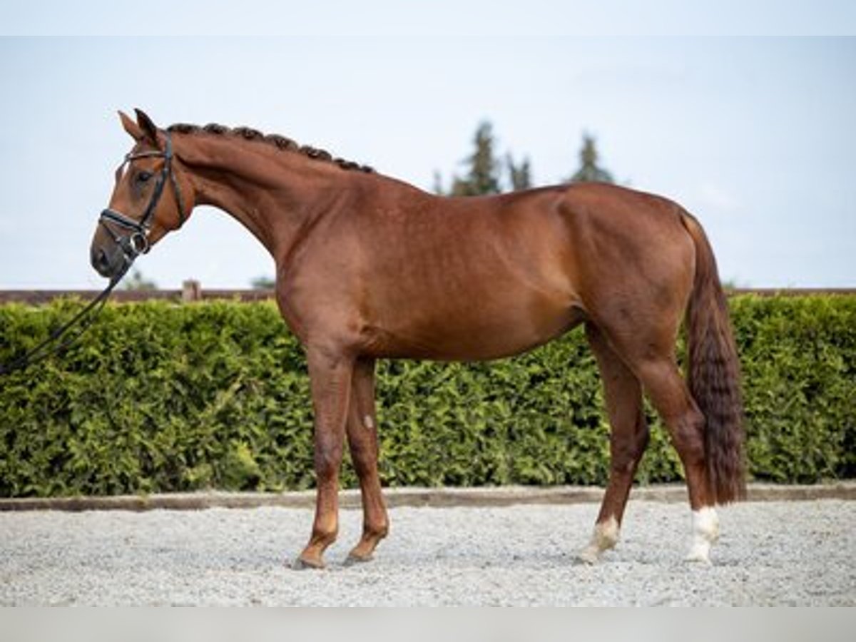 Hanoverian Mare 7 years 17 hh Chestnut-Red in Kathendorf