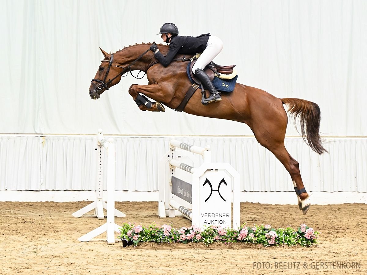 Hanoverian Mare 7 years 17 hh Chestnut-Red in Verden