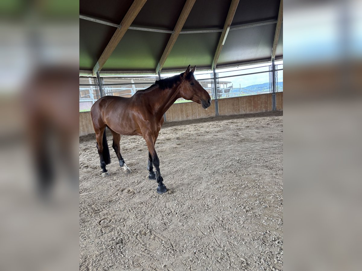 Hanoverian Mare 7 years 18 hh Brown in Barzheim