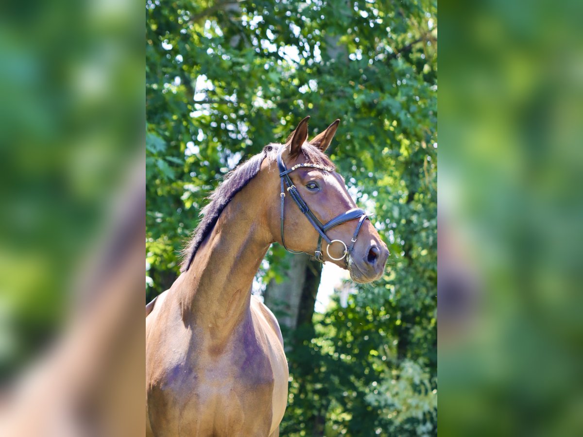 Hanoverian Mare 7 years 18,1 hh Brown in B&#xF6;rrstadt