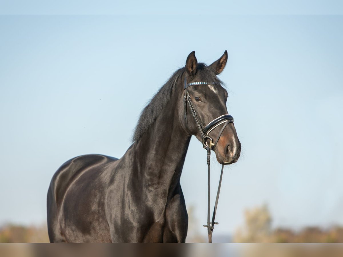 Hanoverian Mare 7 years 19,1 hh Bay-Dark in Neustadt am Rübenberge