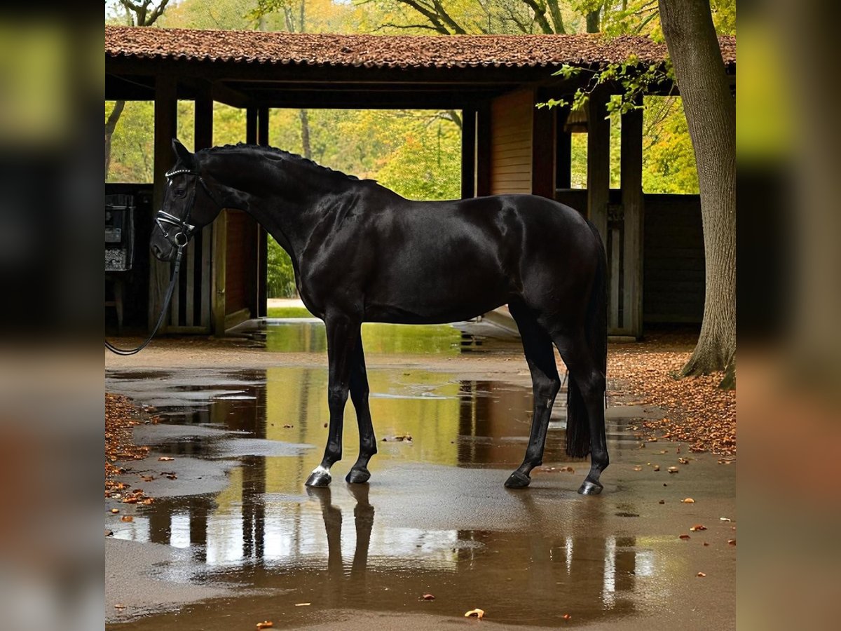 Hanoverian Mare 7 years Black in Helv&#xE9;cia
