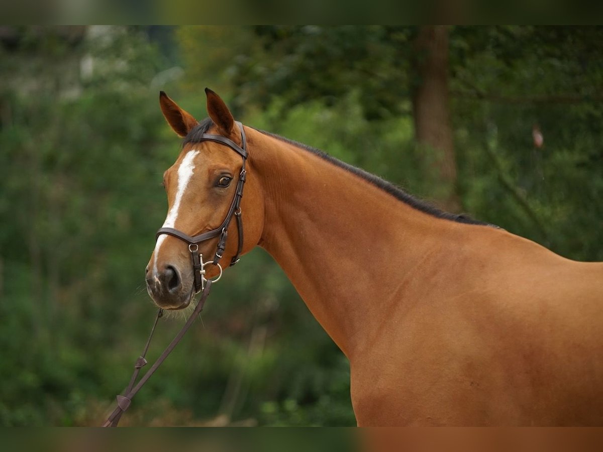 Hanoverian Mare 7 years Brown in St. Josefen