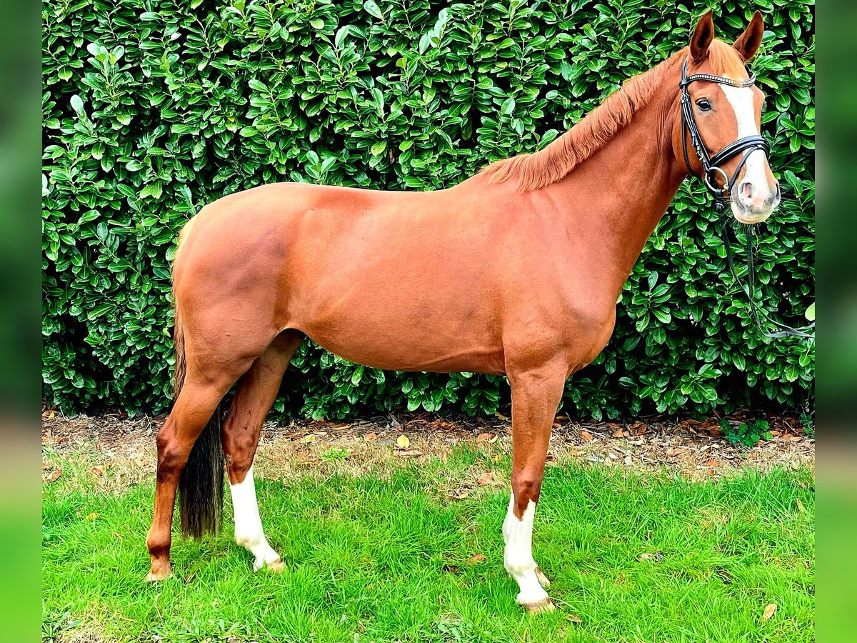 Hanoverian Mare 7 years Chestnut-Red in Gro&#xDF; Ippener