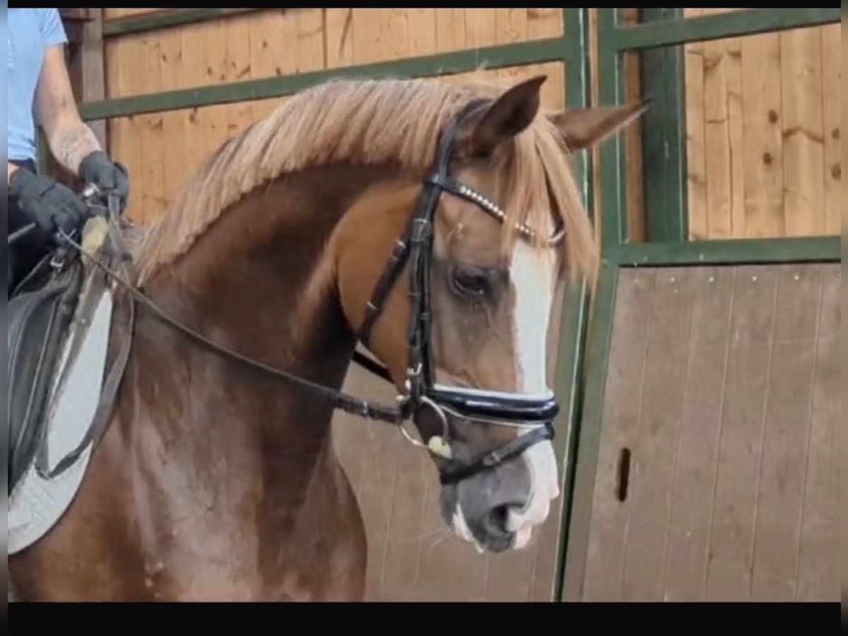 Hanoverian Mare 8 years 15,2 hh Chestnut-Red in WItten