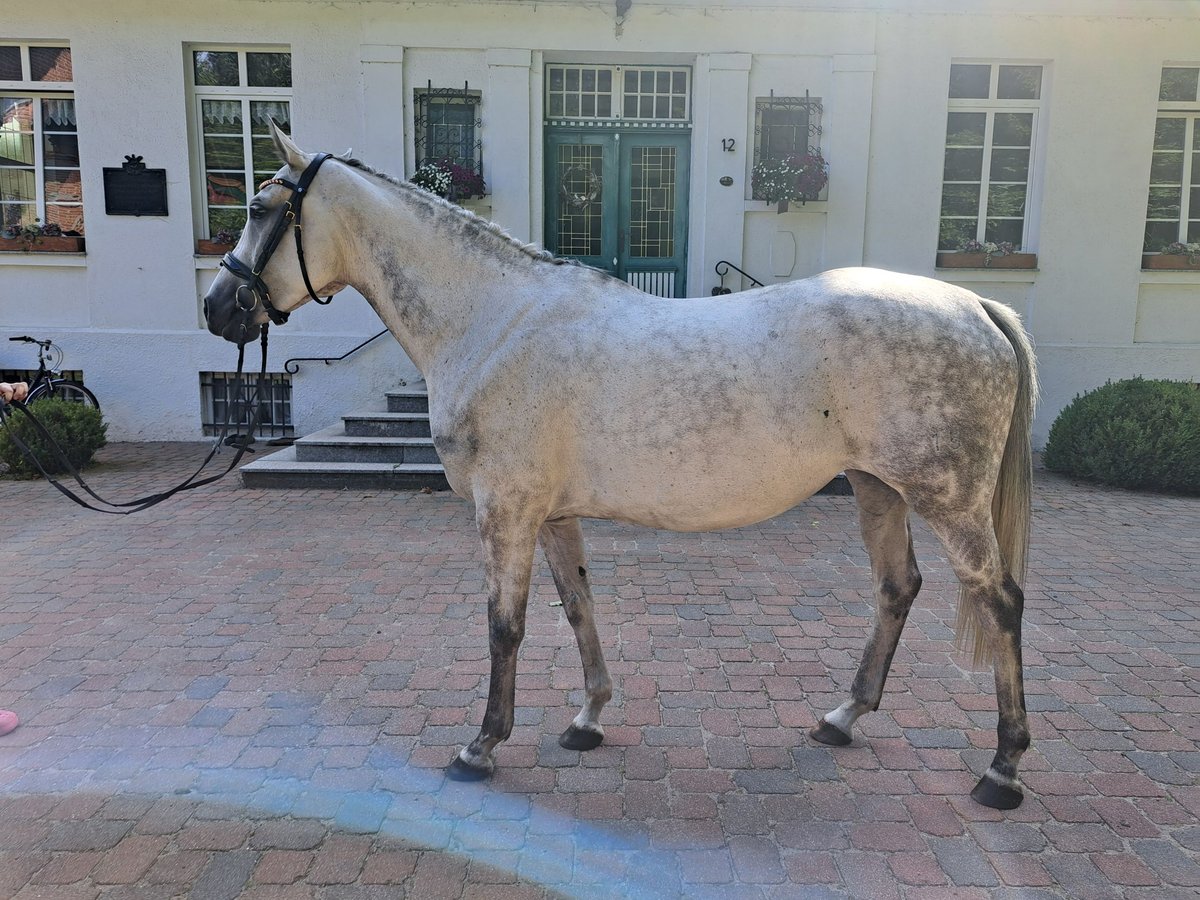 Hanoverian Mare 8 years 15,2 hh Gray-Dapple in Unterlüß