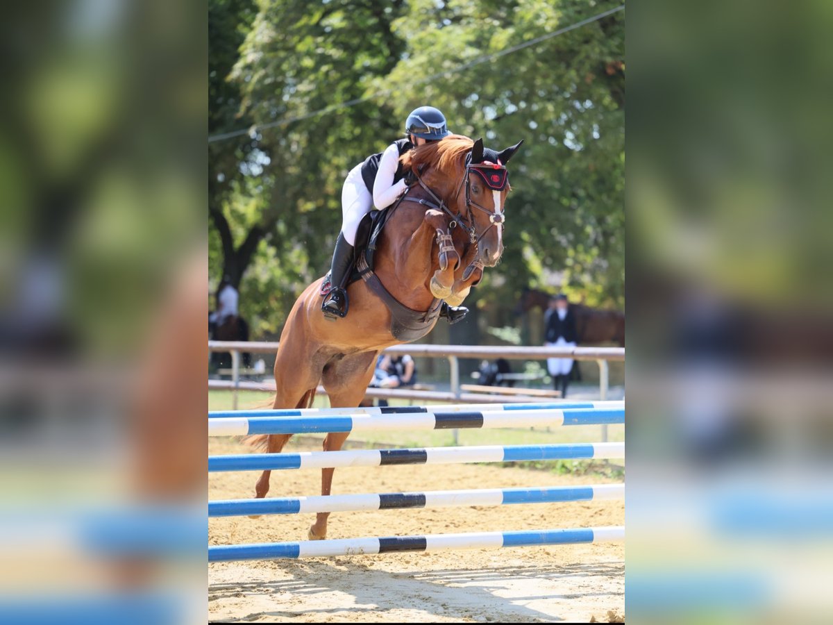 Hanoverian Mare 8 years 15,3 hh Chestnut-Red in Schönwalde