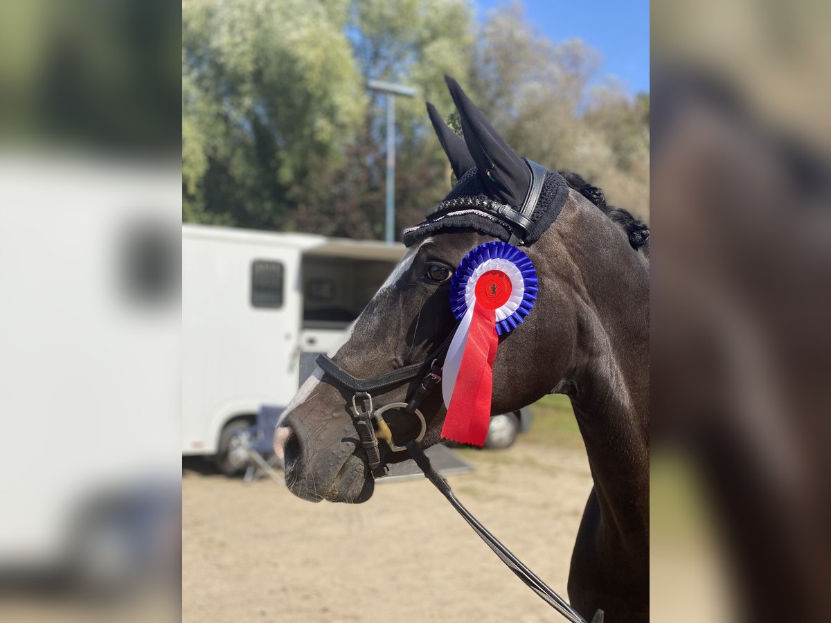 Hanoverian Mare 8 years 15,2 hh Smoky-Black in Neum&#xFC;nster