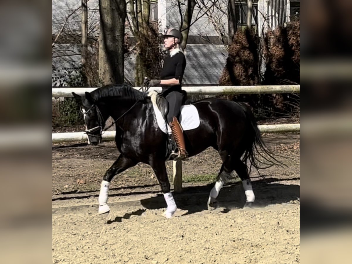 Hanoverian Mare 8 years 16,1 hh Black in Hamm