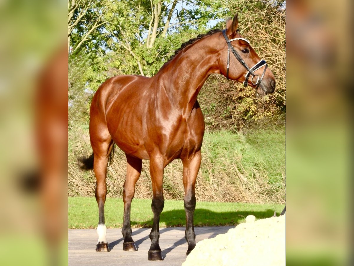 Hanoverian Mare 8 years 16,1 hh Brown in Oyten