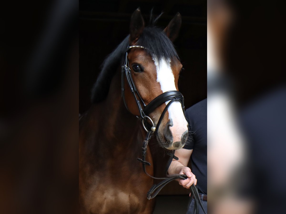 Hanoverian Mare 8 years 16,1 hh Brown in Pliezhausen