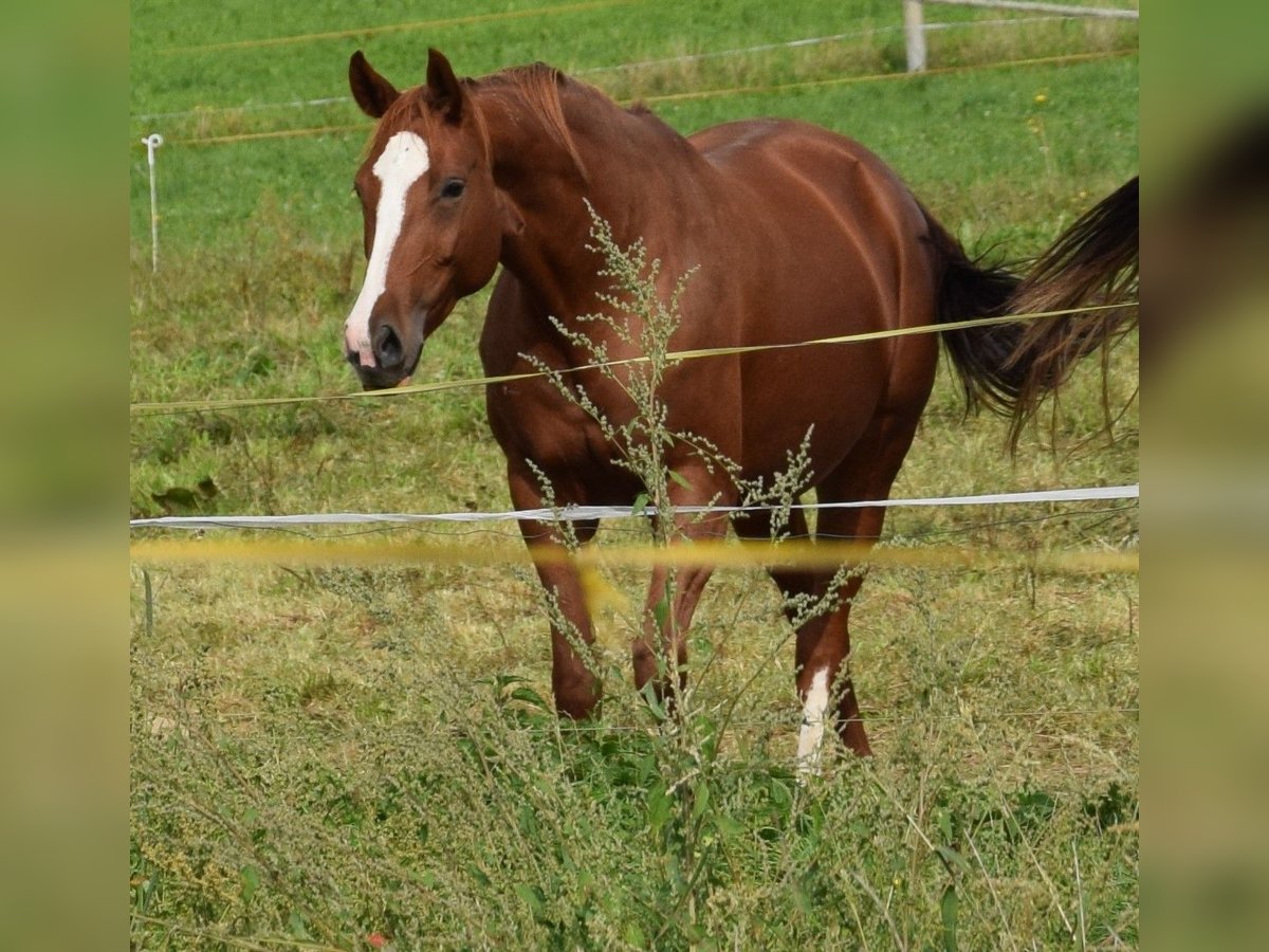 Hanoverian Mare 8 years 16,1 hh Chestnut-Red in Biberach an der Ri&#xDF;