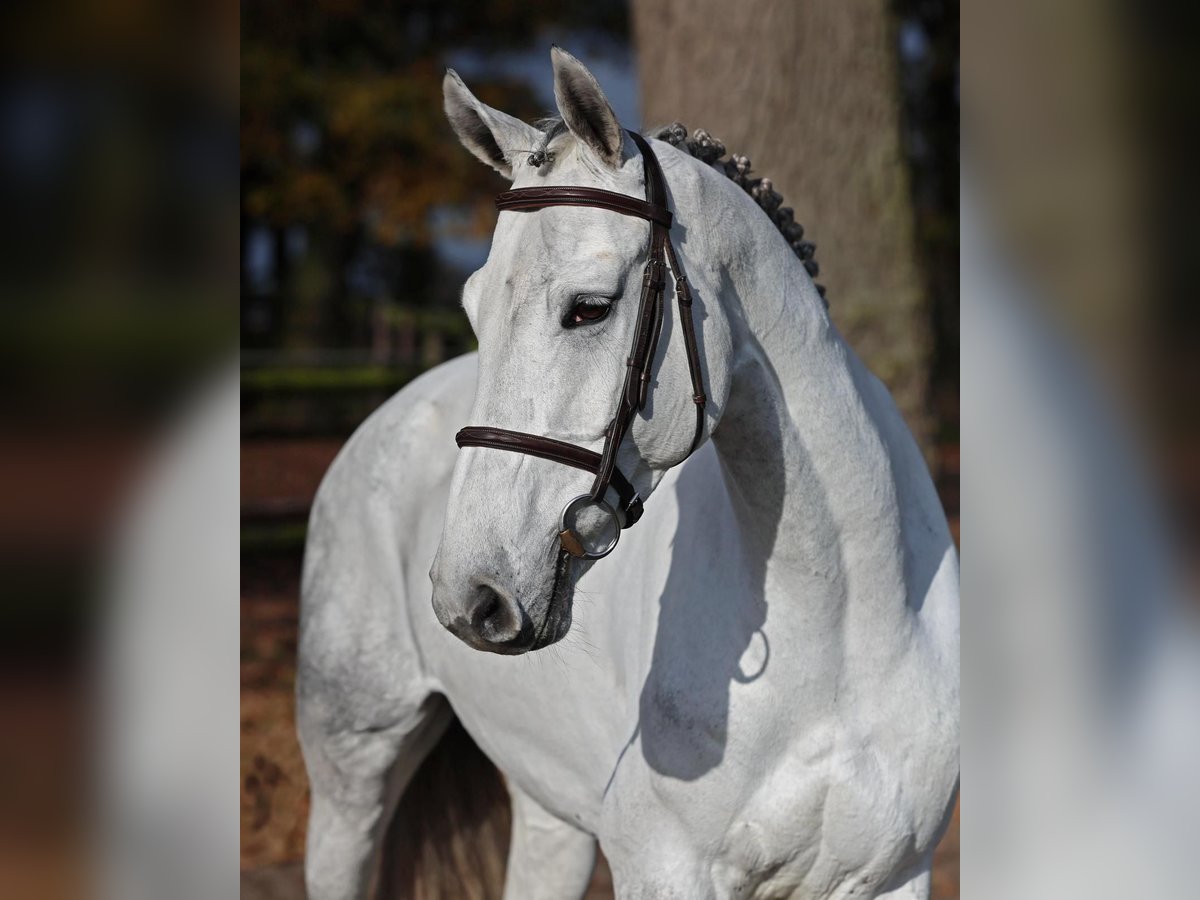 Hanoverian Mare 8 years 16,1 hh Gray in Diepholz