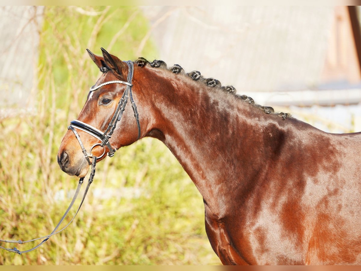 Hanoverian Mare 8 years 16,2 hh Brown in Hohenfelde