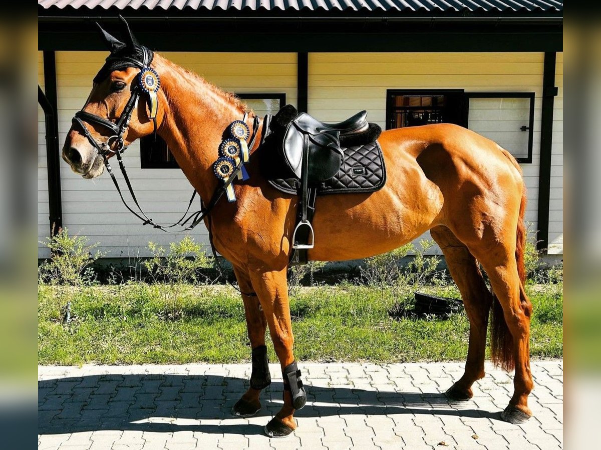 Hanoverian Mare 8 years 16,2 hh Chestnut-Red in Latvia