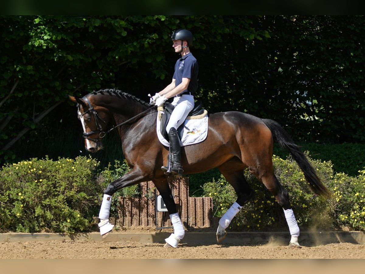 Hanoverian Mare 8 years 16,3 hh Brown in Riedstadt