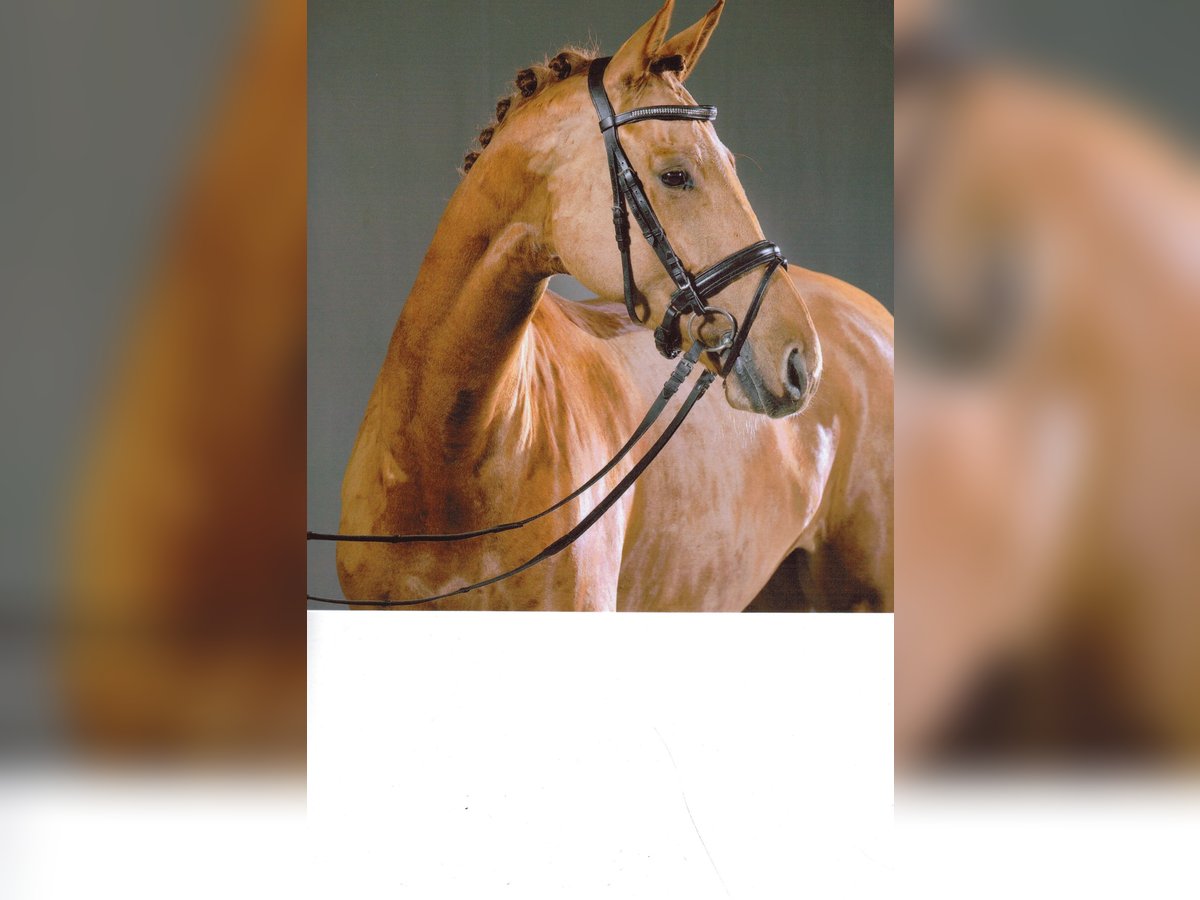 Hanoverian Mare 8 years 16,3 hh Chestnut-Red in Frankfurt am Main